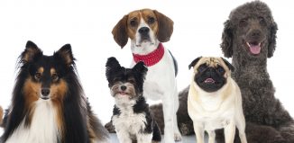 Voici Le Top 5 Des Races De Chiens Préférées Des Français